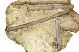 Fossil Hadrosaur Ossified Tendons in Sandstone - Wyoming #370599-1